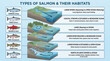 © Golden Bamboo Studio - Salmon Types and Their Habitats Infographic Showing Six Species and Their Migration Routes Through Rivers Lakes Estuaries and the Ocean