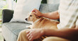 © peopleimages.com - Home, hands and man on couch, dog and touching with animal care, bonding together and relax. Apartment, pet owner or person on sofa, puppy or comfortable with love, stroke fur or companion in lounge