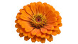 © goljar - Bright orange zinnia flower full bloom petals center