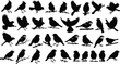 © MH STOCK - Black bird silhouettes collection featuring northern cardinals and sparrows perched on branches and flying in set of vector nature icons.