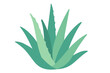 © Andrei - Growing aloe vera plant with green leaves in simple design