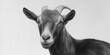 © Andrii Zastrozhnov - Close-up portrait of a goat with curved horns on a neutral background