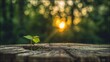 © josstock - Small sprout emerging from wooden stump, backlit by bright, soft, sunlit bokeh
