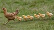 © Plaifah - Mother hen leading her adorable fluffy chicks in a line across a green meadow on a sunny day, showcasing the bond between parent and offspring
