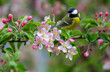 © Nitr - little bird perching on branch of blossom apple tree with pink flowers. Great tit