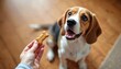 © Vadym - Beagle looks at bone shaped cookie in owner hand. Cute puppy waits to eat a treat. Dog receives snack as reward for command. Animal owner gives food to domestic animal.