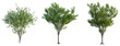 © DH Tree Stock - Zelkova serrata Green Vase tree, front view, cutout, transparent background, isolate, Three Lush Green Trees with Detailed Foliage, Perfect for Compositing and Design