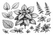 © Cali6ro - Detailed botanical drawing of various basil leaves and stems with flowers