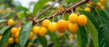 Yellow cherries ripening on branch of cherry tree, banner