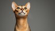 © Ilja - Close-up Striking Abyssinian Cat with Expressive Alert Gaze Isolated on Gentle Gray Background