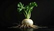 © Benxiumo - A single fresh white turnip with leafy green tops and a dense network of fibrous roots against a dark background showcasing biological detail and growth