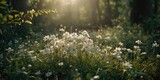 Wild forest area densely populated by white anemone blooms, typical of spring season