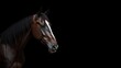 © TheWaterMeloonProjec - Black background highlights dark bay horse with white blaze, suitable for branding or iconography