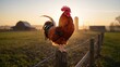 © TheWaterMeloonProjec - Perched rooster atop a vegetable fence during dawn, highlighting farmyard routine