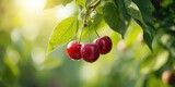 Fresh ripe cherries with stems, natural fruit harvesting methods, World Food Day