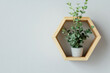© Pachara - Small potted eucalyptus plant in hexagonal wooden wall shelf against neutral wall, calming minimalist decor with natural texture and soft green foliage