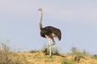 © Thomas Dressler/imageBROKER - Ostrich (Struthio camelus) . Female with two chicks on the ridge of a grass-grown sand dune. Kalahari Desert, Kgalagadi Transfrontier Park, South Africa