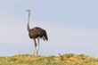 © Thomas Dressler/imageBROKER - Ostrich (Struthio camelus) . Female with three chicks on the ridge of a grass-grown sand dune. Kalahari Desert, Kgalagadi Transfrontier Park, South Africa