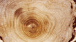 © yrabota - Close Up of Wooden Tree Rings with Natural Texture, Banner with tree rings at natural growth patterns and textures of wood. Circular lines and warm earthy tones, nature organic aesthetic background