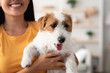 © Prostock-studio - Closeup portrait of happy fluffy jack russel terrier puppy in unrecognizable chinese woman owner hands, loyal dog enjoying time with its human, copy space. Pets adoption, people and dogs concept
