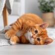 © Eduards V. - Adorable ginger kitten relaxing indoors