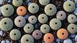 © adelina - Sea Urchin Shells Beach Treasures with Ocean Textures.