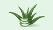 © Reva - Vibrant aloe vera plant with fresh green leaves, water droplets, and three succulent gel slices