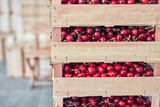 Fresh red sweet cherries in wooden crates prepared for sale on a market.