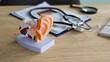 © Nadzeya - Model of human ear placed on a desk with medical tools and documents