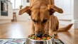 © UrbanStudioPrime - A brown dog happily eating from a bowl of dog food in a kitchen setting. Focus on the dog's attentive engagement with its meal.