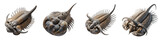 Trilobite fossil specimens in various positions isolated on transparent background