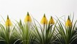 © Shelby - lush green plants in a horizontal row against a plain white background the plants feature long pointed leaves and small clustered tan yellow flower heads