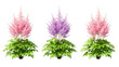 © RONY - Vibrant pink and purple astilbe plants with lush green foliage, blooming exquisitely, isolated on transparent background.