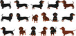 © Sanjida - Cute dachshund dog vector illustration set with multiple poses and colors isolated on white background