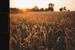 © Rawpixel.com - Field of barley in the summer.