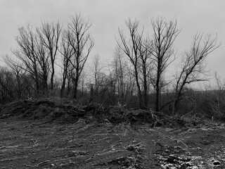  Deforestation and land clearing with uprooted trees and bare soil to increase crop cultivation areas. Environmental impact of agriculture expansion, habitat loss, and ecosystem disruption. 