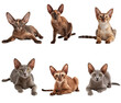 © Lucky Render - A cute Oriental cat in different poses isolated on a transparent background
