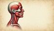 © miss irine - Human head and neck muscles, veins, arteries detailed illustration. Profile view shows bone structure, red muscles, blue vessels against aged parchment background. Medical science art.
