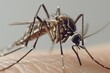 © Rawpixel.com - Mosquito invertebrate arachnid animal.