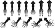 © SreeShontusChandra - Collection of twelve black squid silhouette icons in vertical and horizontal swimming poses—ideal for marine design, ocean-themed graphics, and aquatic life illustration.