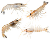 Four white shrimp on white background isolated on a transparent background crustaceans seafood ocean