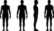 © craft_art - Human anatomy silhouette set showing front, side and standing poses in flat vector, human body male silhouette anatomy set, man body proportion silhouette icons