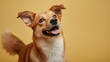 © VolumeThings - Joyful dog seeking a snack