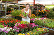 © JackF - Young woman buyer chooses cellosia in pot in flower shop
