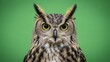 © Emas77 - Intense gaze of a great horned owl against a vibrant green backdrop portrait