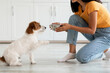 © Prostock-studio - Pet feeding concept. Fluffy dog jack russel terrier breed waiting for food, unrecognizable asian woman in casual outfit feeding her pet, kitchen interior, side view, copy space