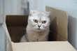 © วรรณภา มะโนศรี - Fluffy cat with distinctive folded ears sits inside cardboard box, displaying curious expression. cat light fur contrasts with brown box, creating cozy scene