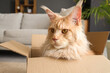 © Pixel-Shot - Cute beige Maine Coon cat sitting in cardboard box at home, closeup