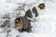 © Сергей Васильченко - Two cats outside in winter. Cats sitting in the snow