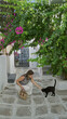 © Krakenimages.com - Woman pets a black cat on a sunlit cobblestone street in mykonos, crouching to stroke the animal; serenity travel memory.